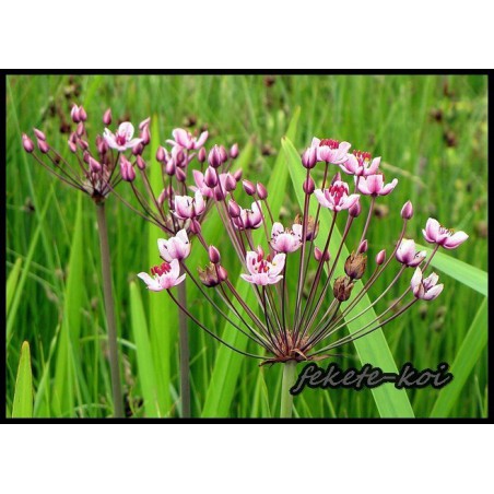 Butomus umbellatus  (25)