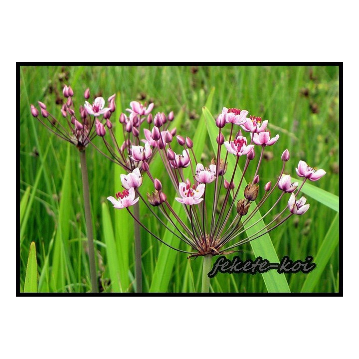 Butomus umbellatus  (25)