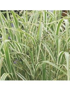 Glyceria maxima 'Variegata'