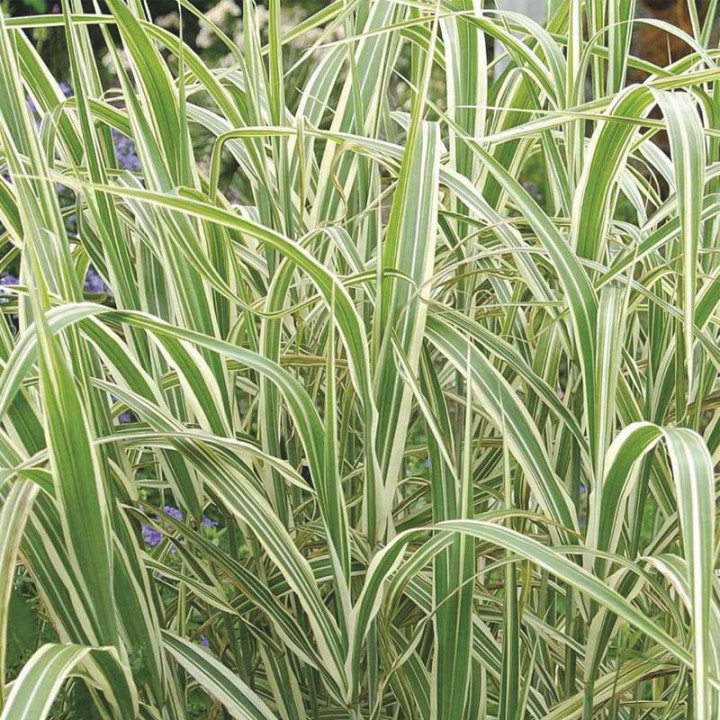 Glyceria maxima 'Variegata'