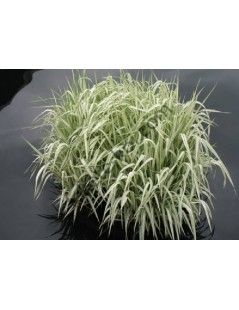 Glyceria maxima 'Variegata'