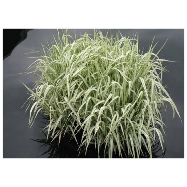 Glyceria maxima 'Variegata'