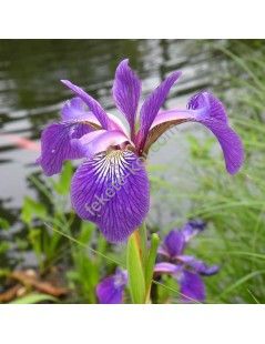 Iris ensata kaempferi