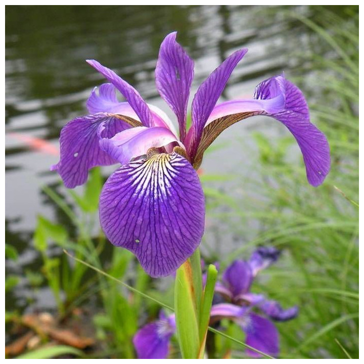 Iris ensata kaempferi