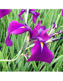 Iris ensata Variegata