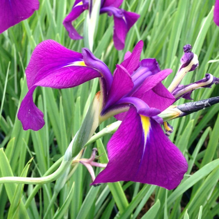 Iris ensata Variegata