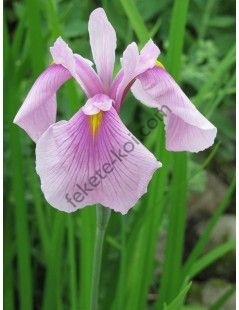 Iris laevigata rose queen