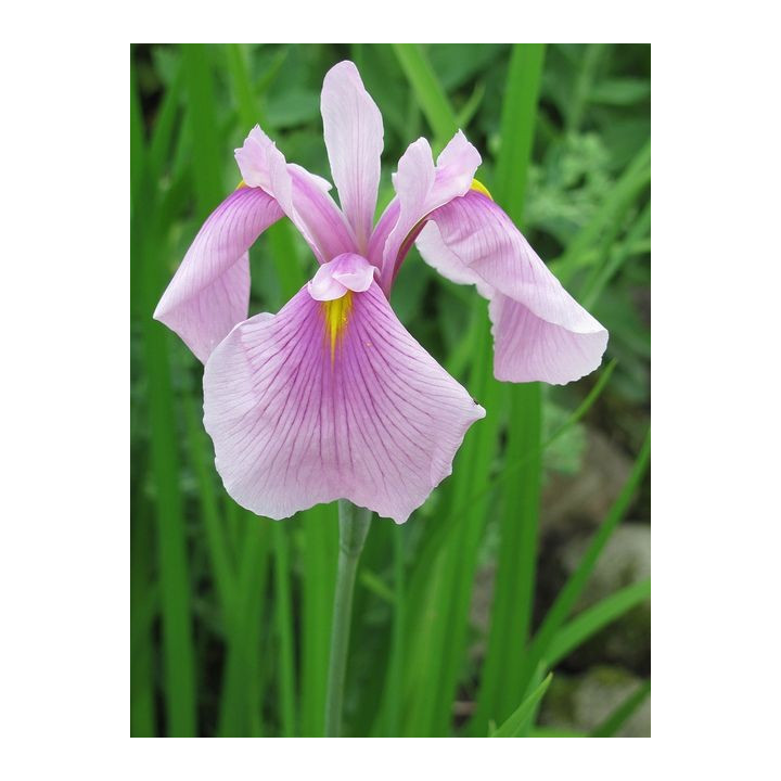 Iris laevigata rose queen