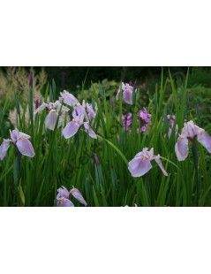 Iris laevigata rose queen
