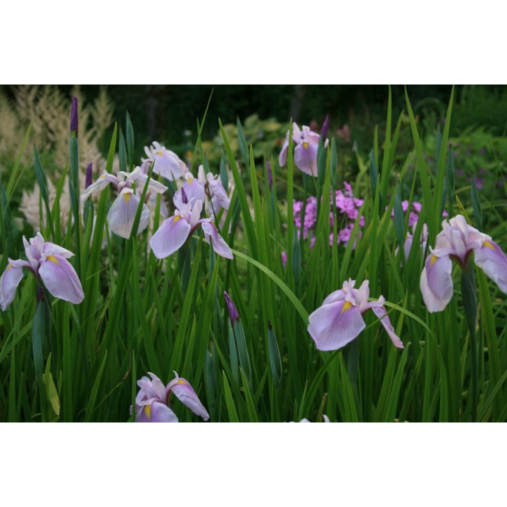 Iris laevigata rose queen