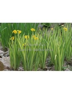 Íris pseudacorus variegata