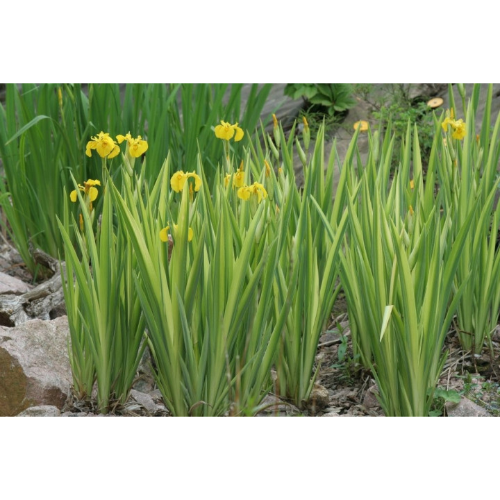 Íris pseudacorus variegata