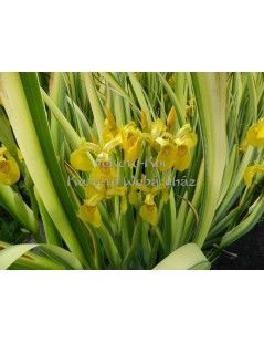 Íris pseudacorus variegata