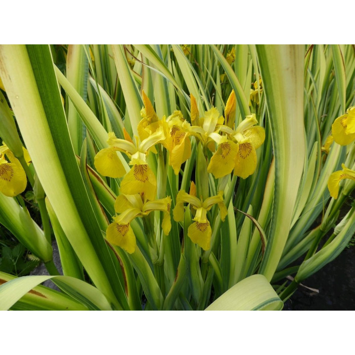 Íris pseudacorus variegata