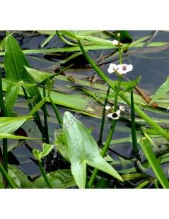 Sagittaria latifolia sagittifolia