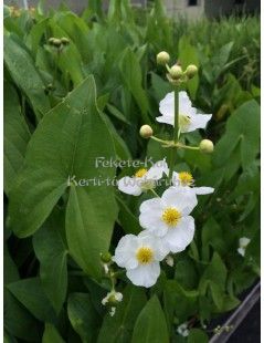 Sagittaria latifolia