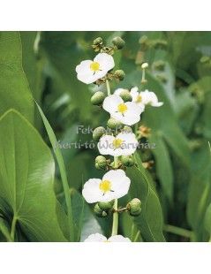 Sagittaria latifolia