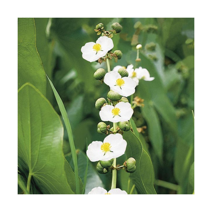 Sagittaria latifolia