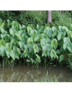 Sagittaria latifolia