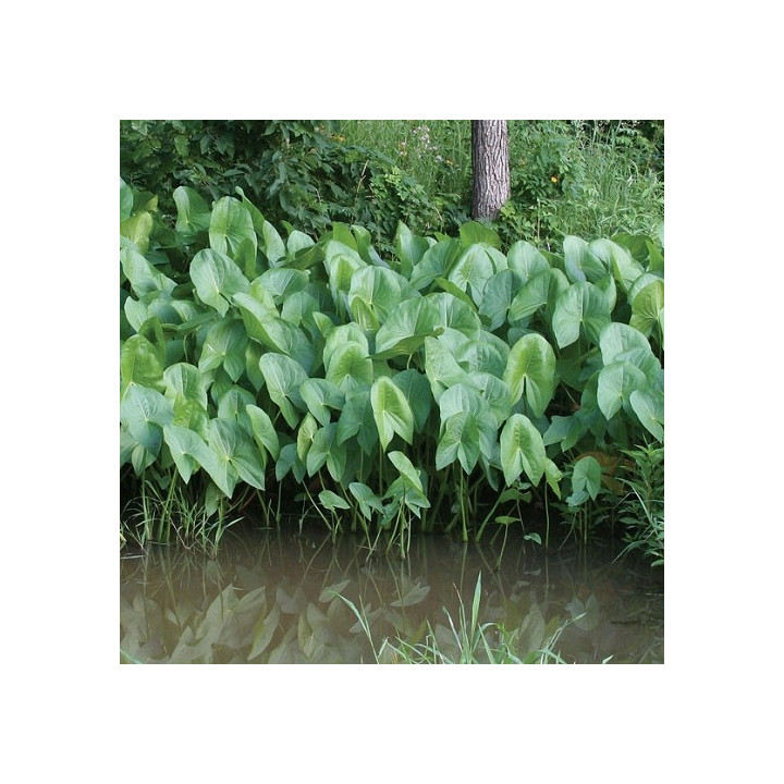 Sagittaria latifolia