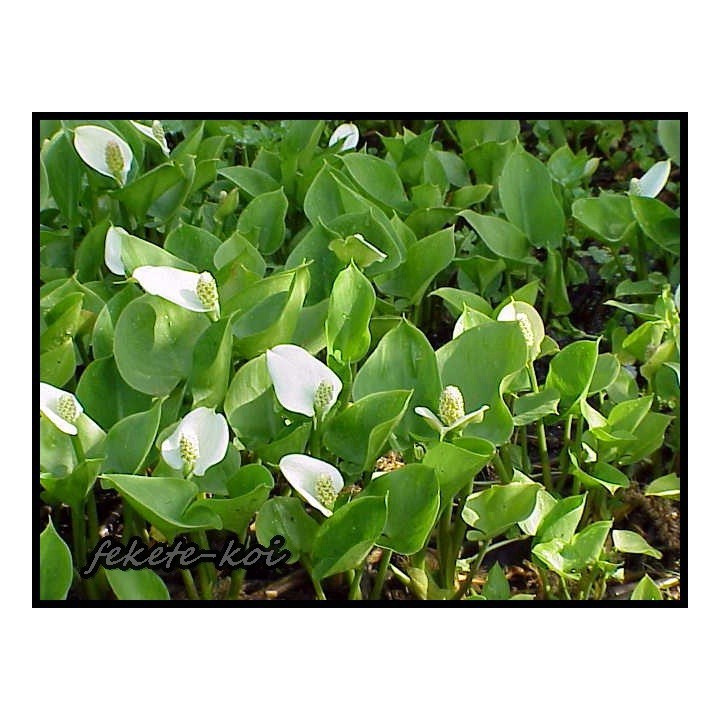 Calla palustris