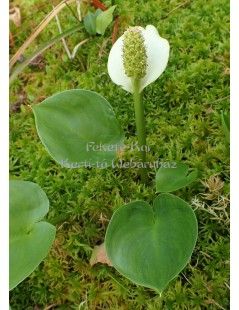 Calla palustris