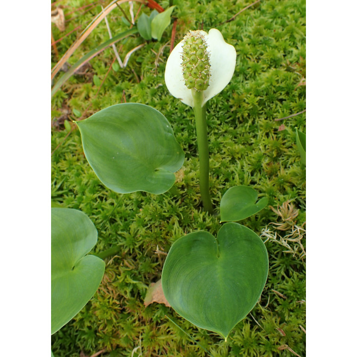 Calla palustris