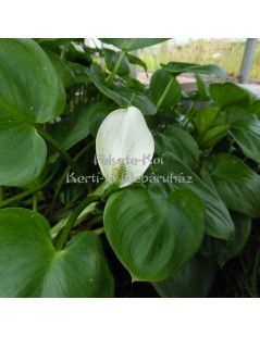 Calla palustris