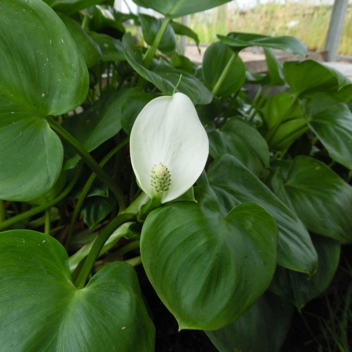 Calla palustris