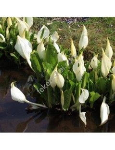 Lysichiton camtschatcensis