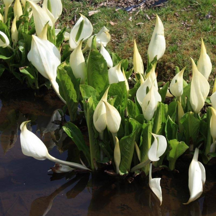 Lysichiton camtschatcensis
