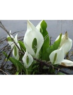 Lysichiton camtschatcensis