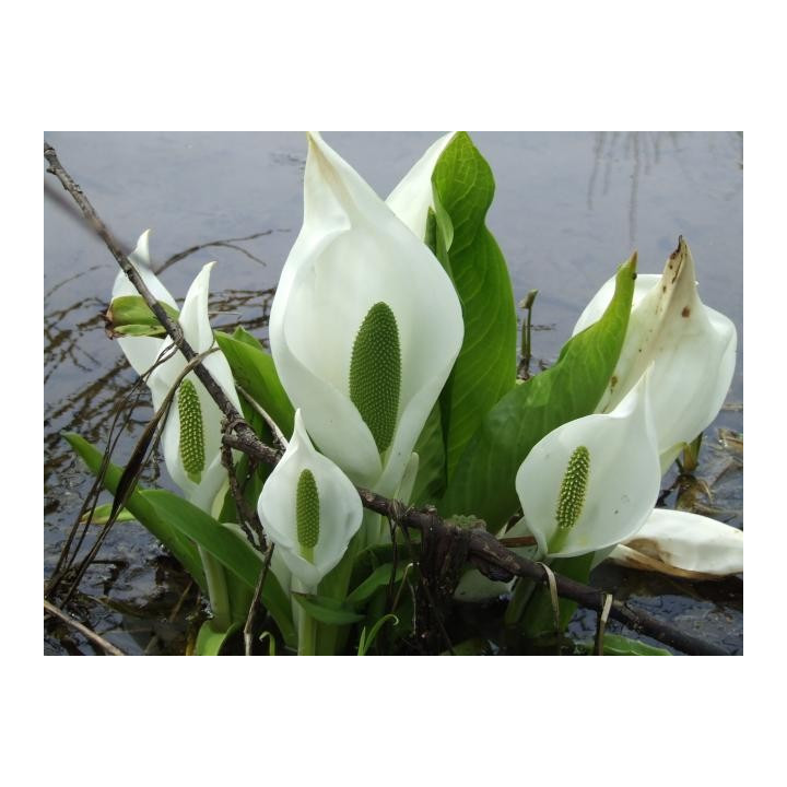 Lysichiton camtschatcensis