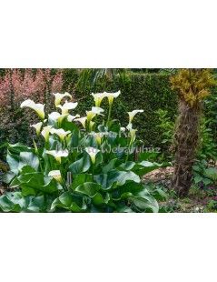 Zantedeschia aethiopica