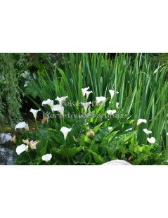 Zantedeschia aethiopica