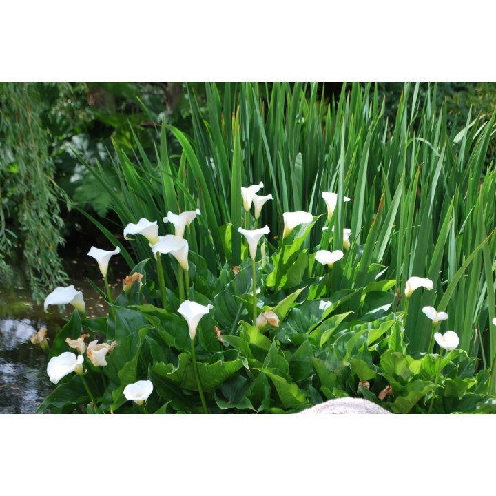 Zantedeschia aethiopica