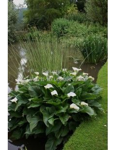 Zantedeschia aethiopica