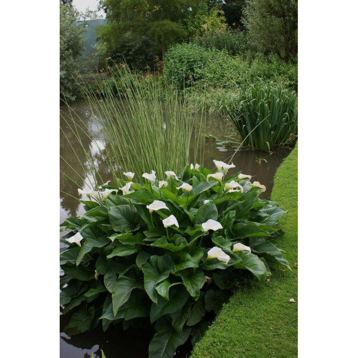 Zantedeschia aethiopica