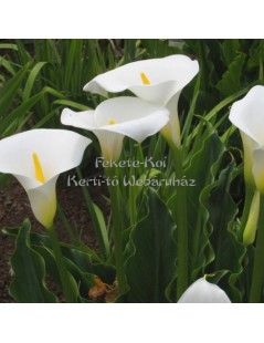 Zantedeschia aethiopica