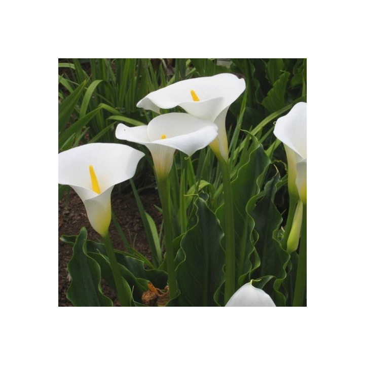 Zantedeschia aethiopica