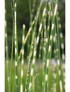 Scirpus tabernaemontani zebrinus