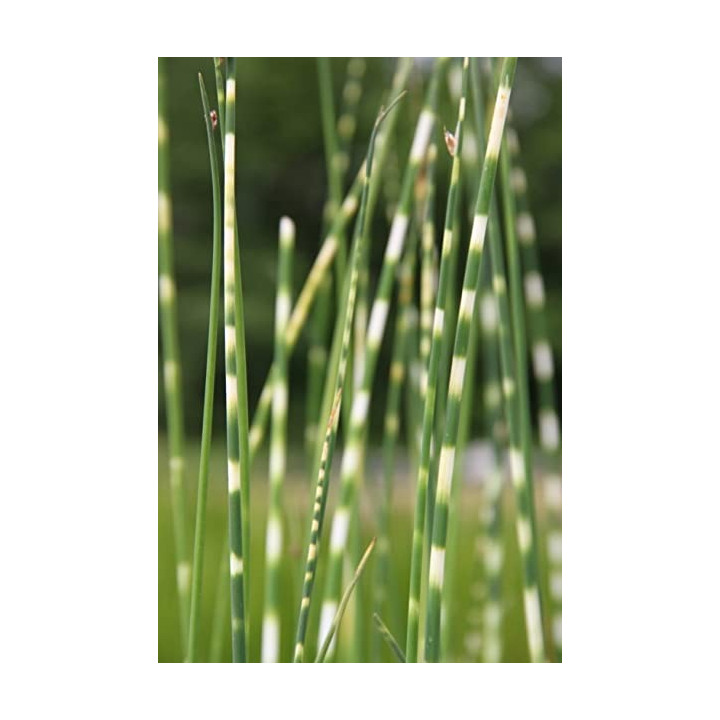 Scirpus tabernaemontani zebrinus