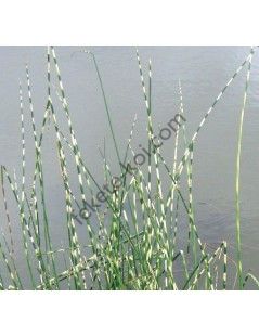 Scirpus tabernaemontani zebrinus