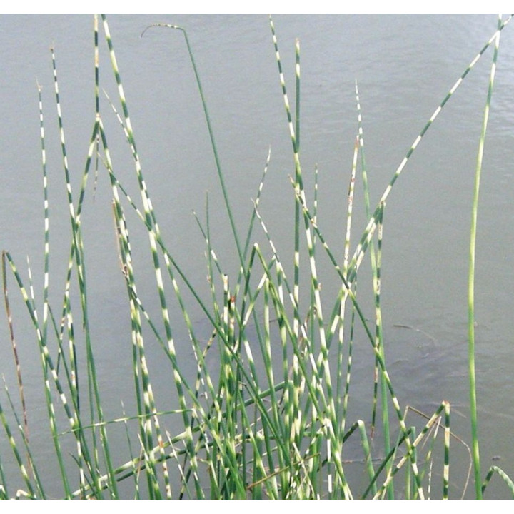 Scirpus tabernaemontani zebrinus