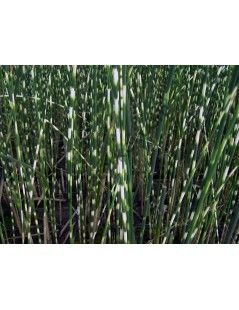 Scirpus tabernaemontani zebrinus