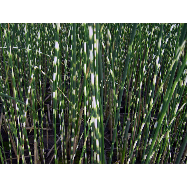 Scirpus tabernaemontani zebrinus