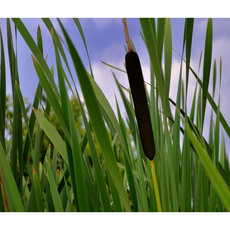 Typha latifolia