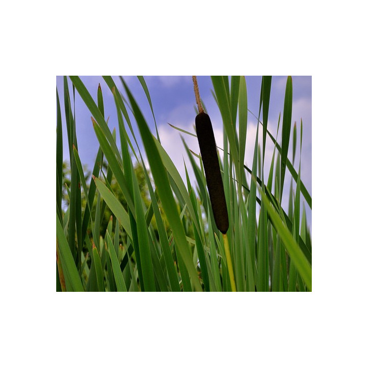 Typha latifolia