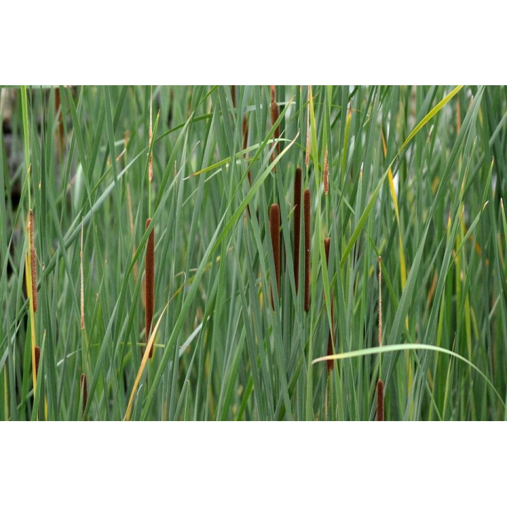 Typha latifolia