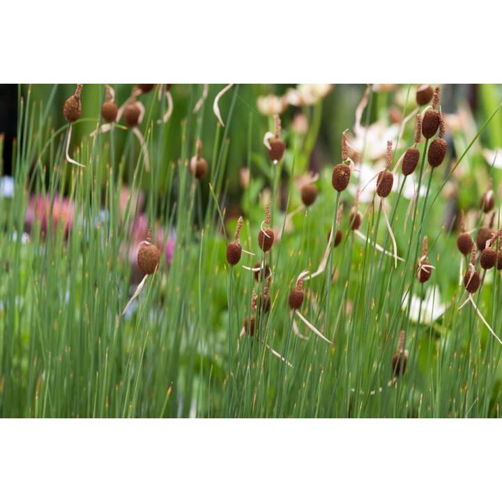 Typha Minima